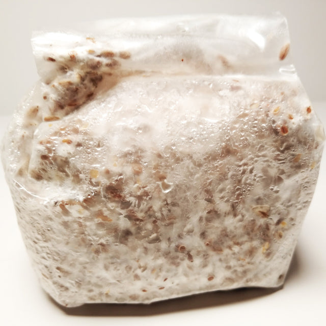 fully incubated one pound bag of mushroom grain spawn