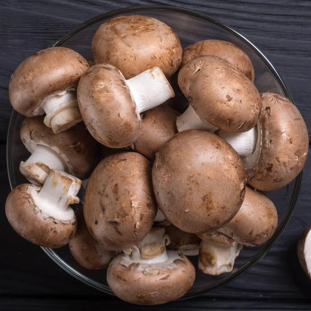 Portobello Mushroom Grain Spawn (1 pound)