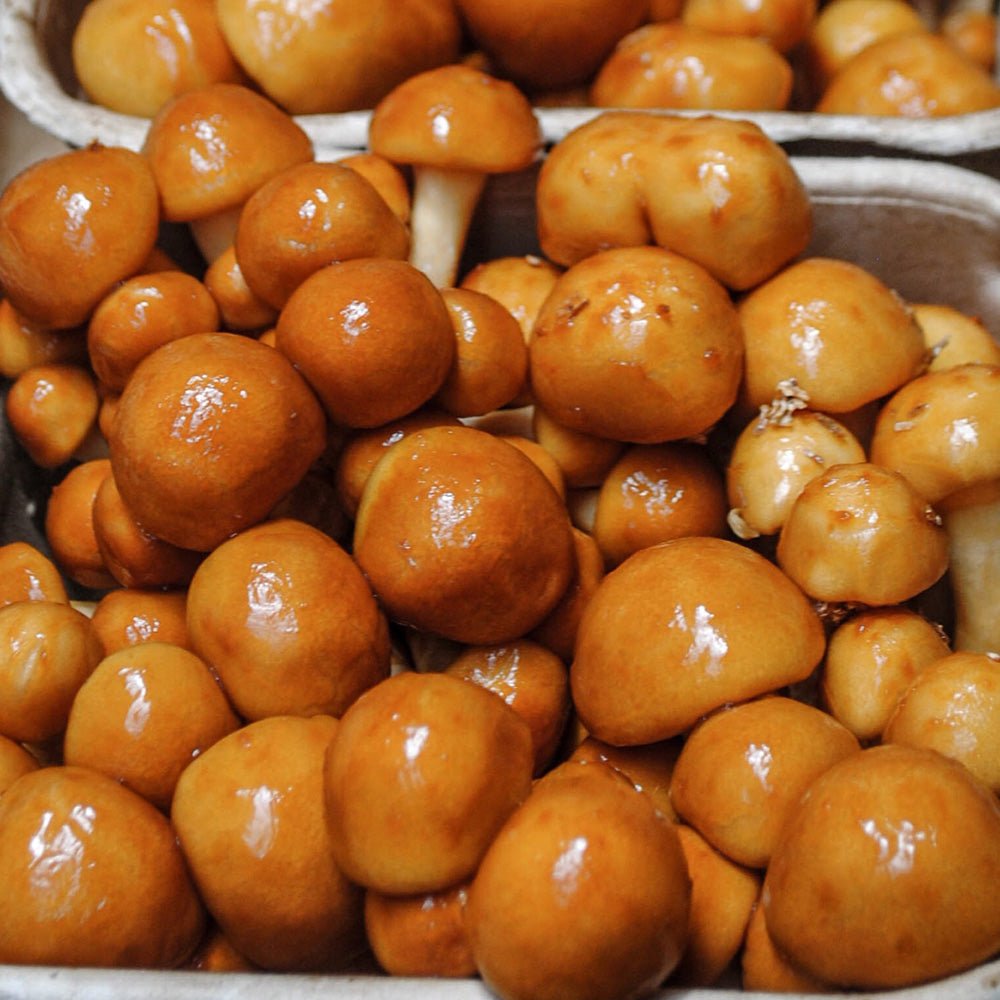 nameko mushroom grain spawn bag