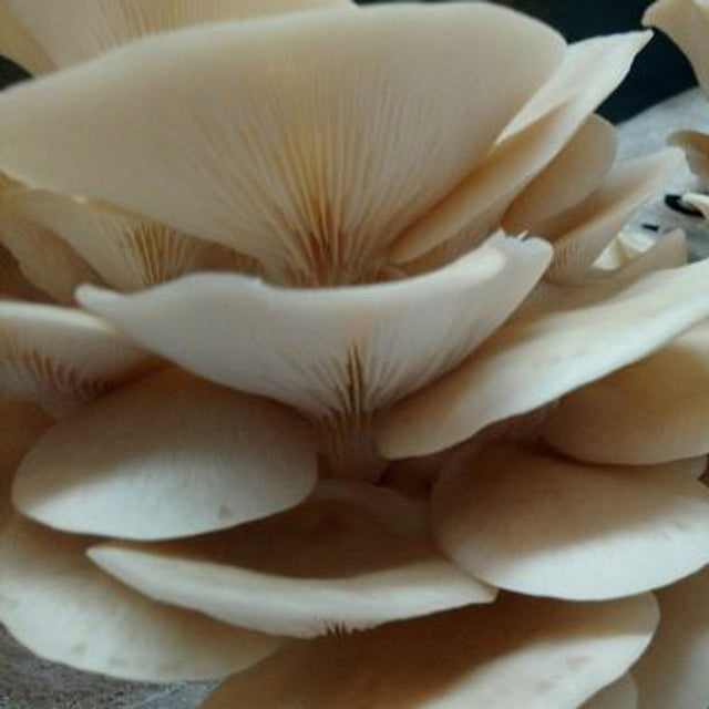 oyster mushroom grain spawn closeup