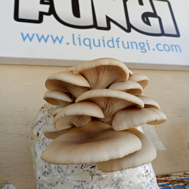 pearl oyster mushroom grain spawn