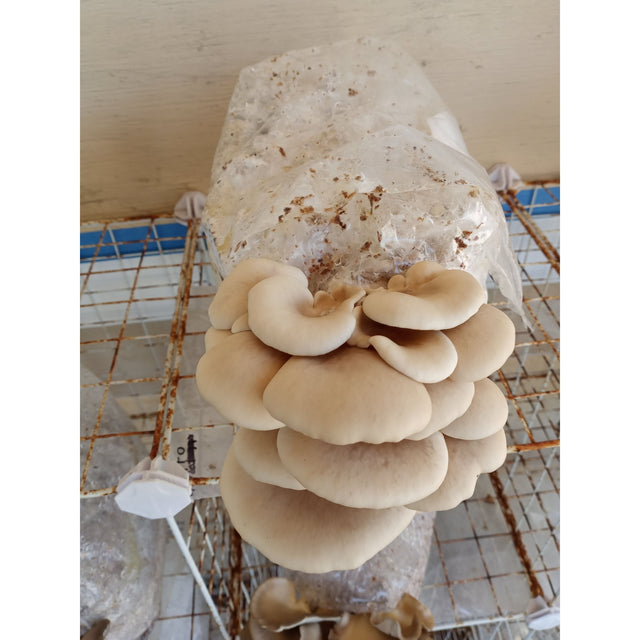 pearl oyster mushroom grain spawn bag