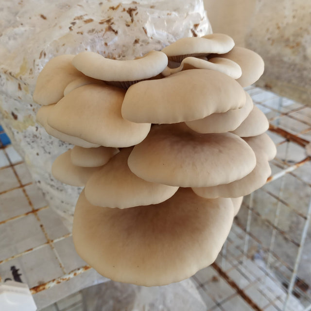 pearl oyster mushroom spawn 