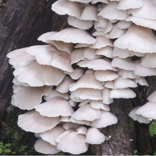 Italian Phoenix Oyster Mushroom Plug Spawn Dowels (100