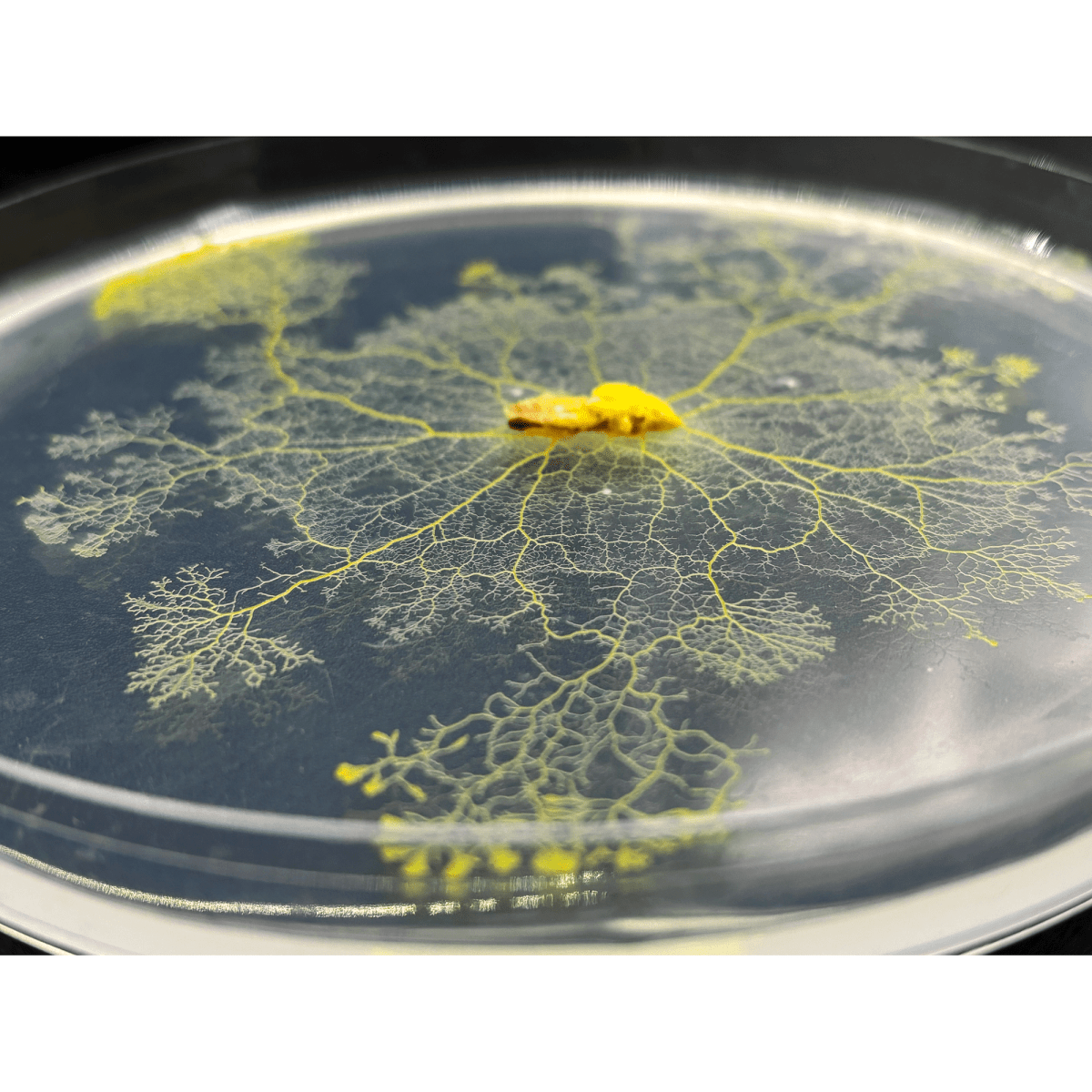 physarum polycephalum kit, educational toys, science kits for kids, homeschool experiments, easy science fair projects