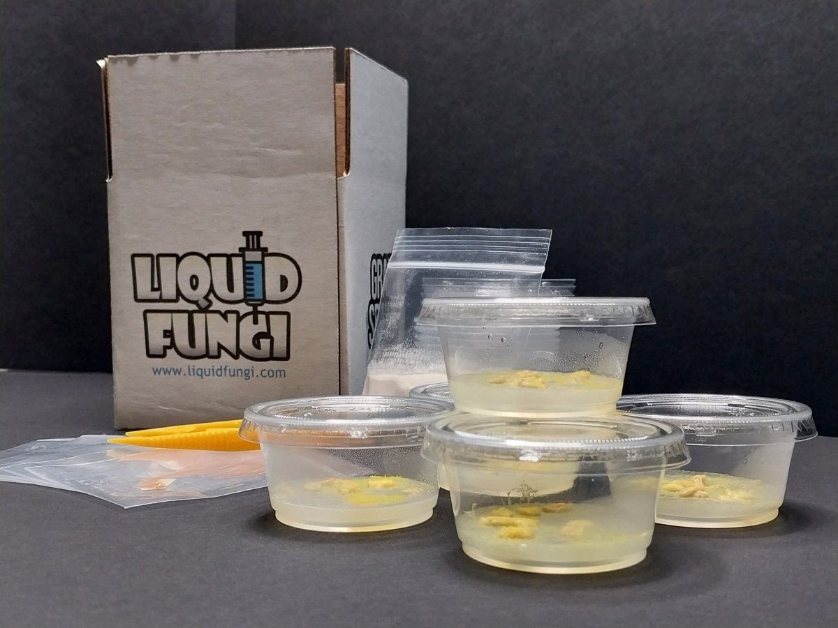 physarum polycephalum teachers kit, classroom supplies, science fair experiments, home science experiments, citizen science