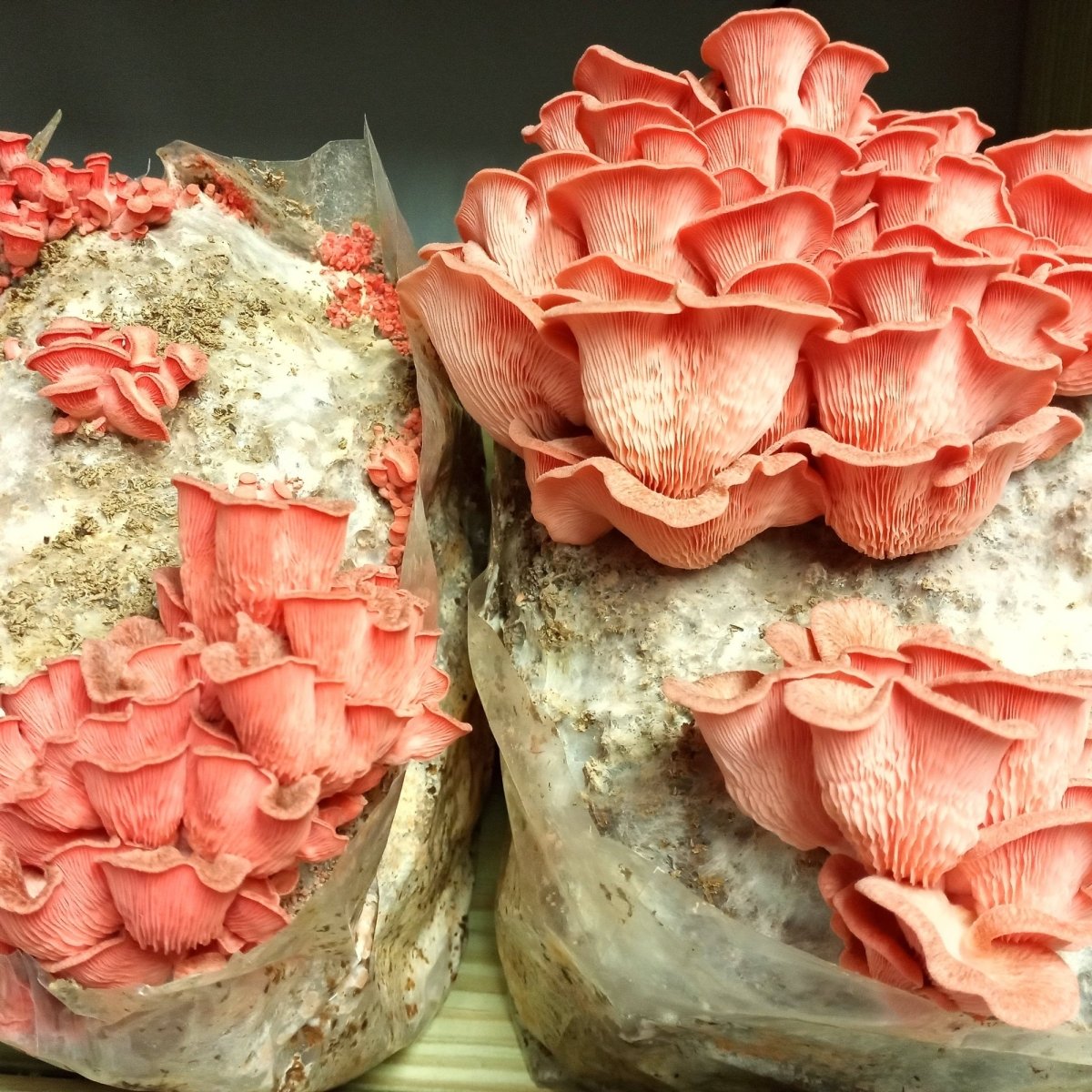 pink oyster mushroom liquid culture growing at liquid fungi