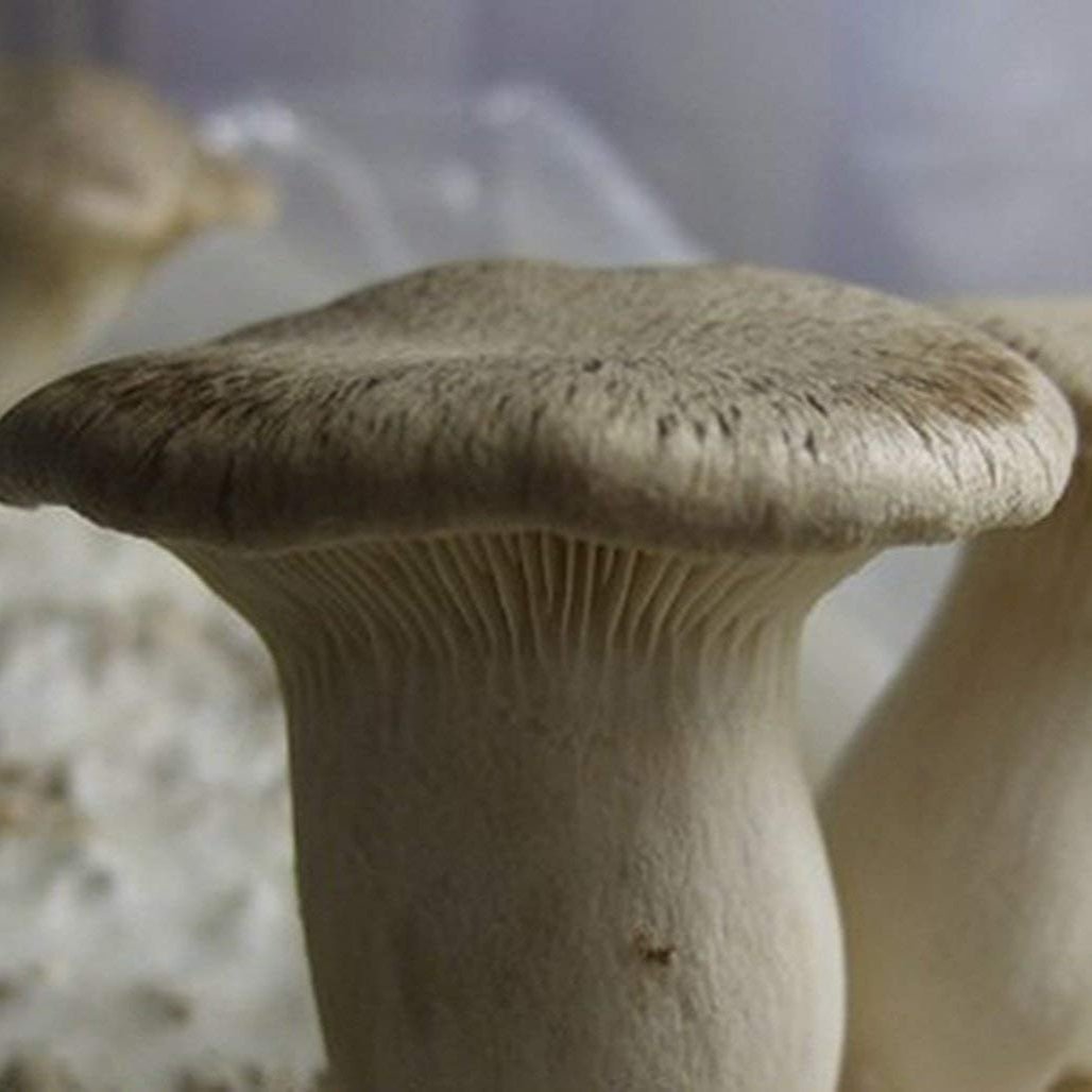 pleurotus nebrodensis mushroom