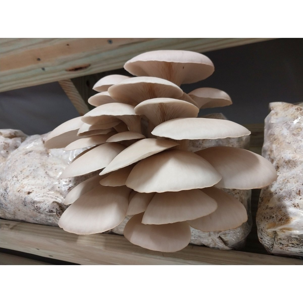 pohu oyster grain spawn