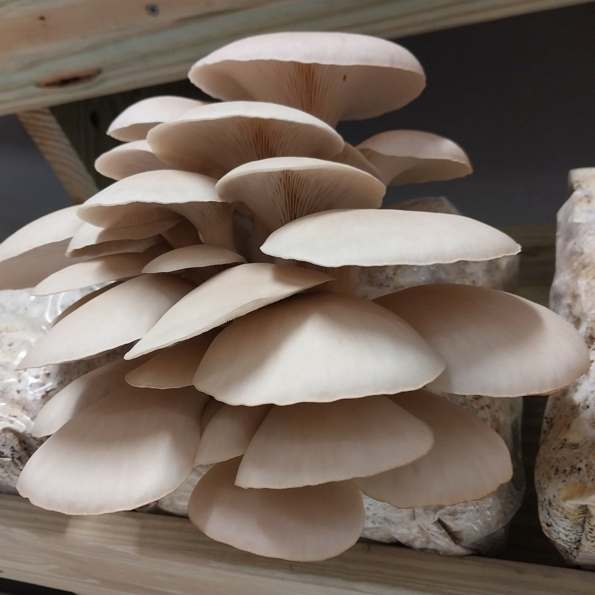 pohu oyster mushroom in fruiting room