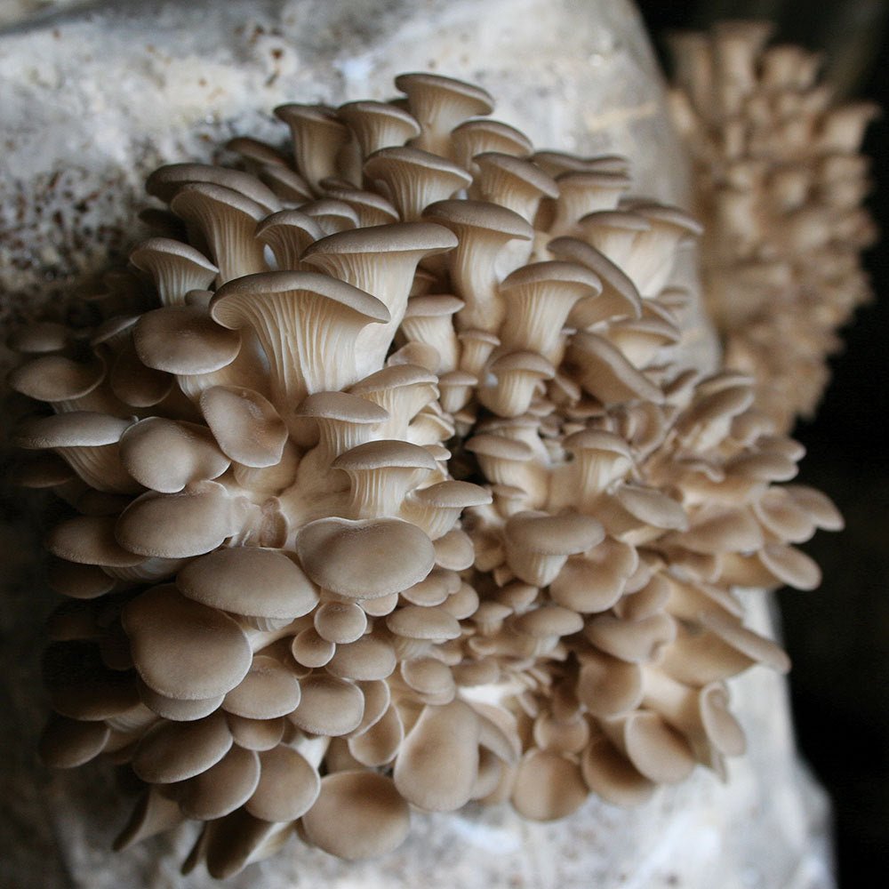 pohu oyster mushroom grain spawn