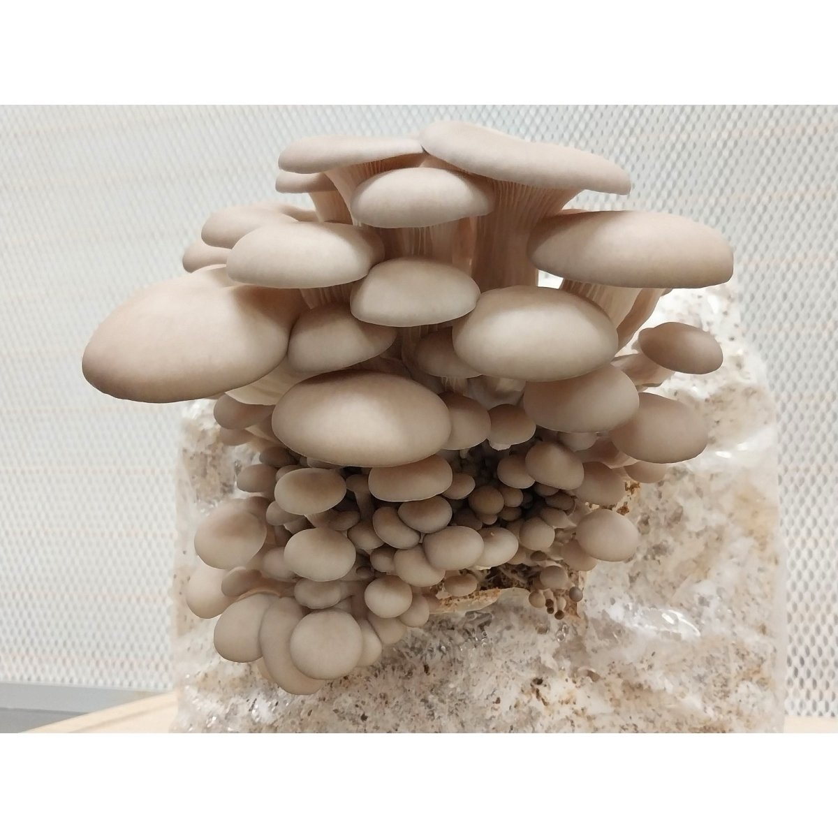 pohu oyster mushroom spawn