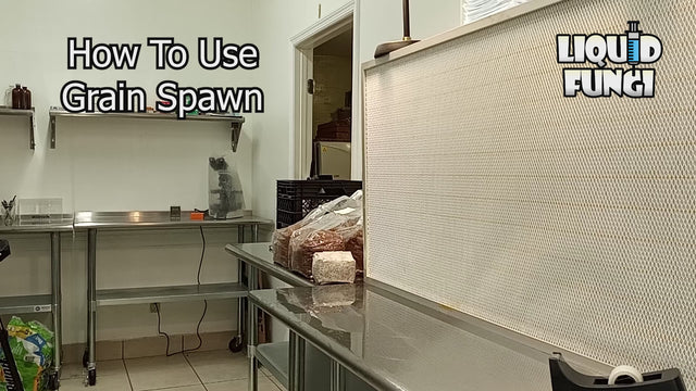 how to do mushroom grain spawn  transfers