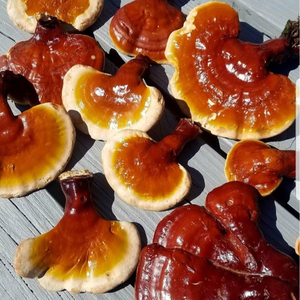 red reishi mushroom culture syringe