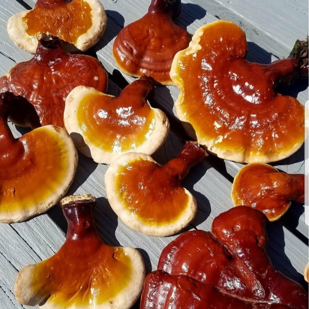 red reishi mushroom grain spawn