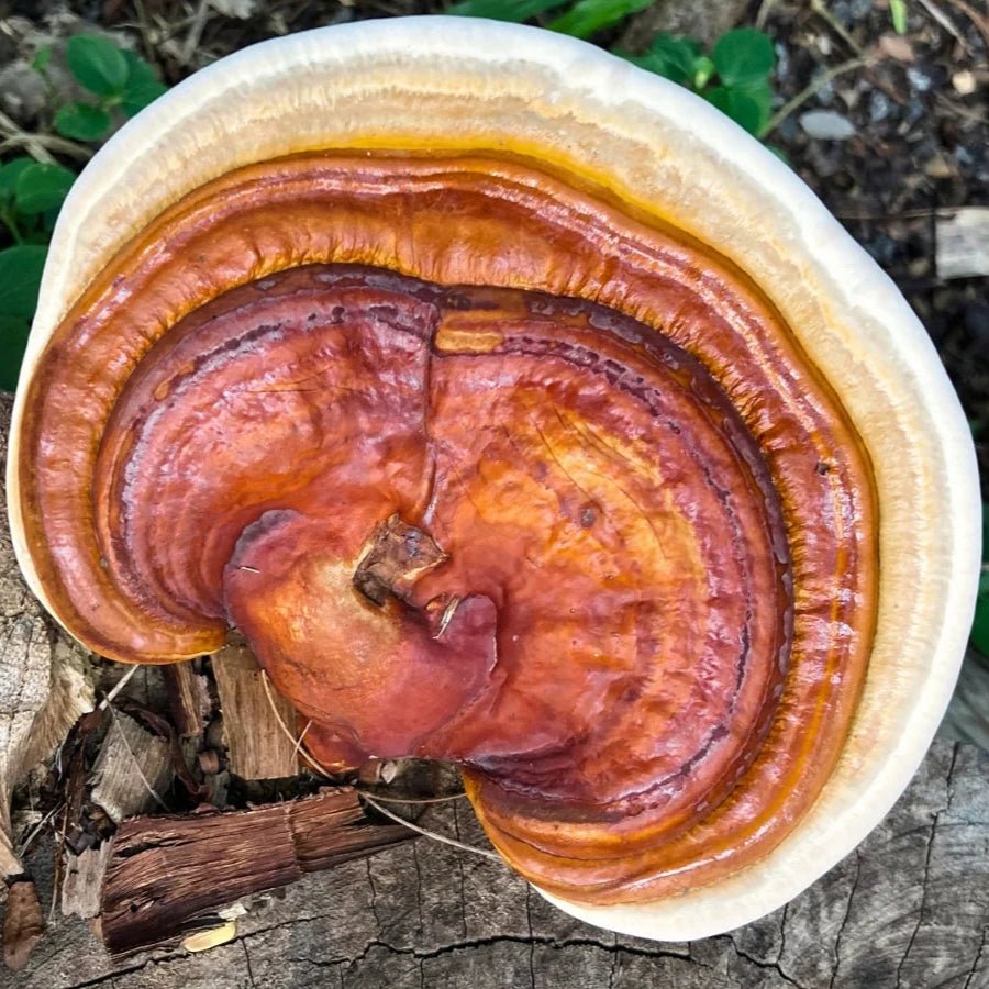 red reishi mushroom liquid culture syringe