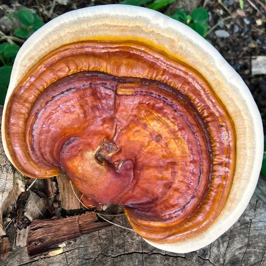 reishi mushroom grain spawn