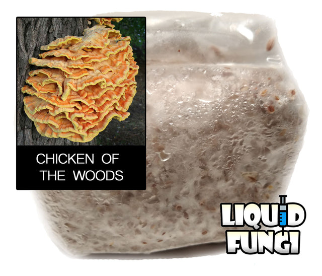 Chicken of the Woods Mushroom Grain Spawn (1 pound)