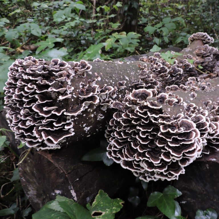 turkey tail mushroom liquid syringe