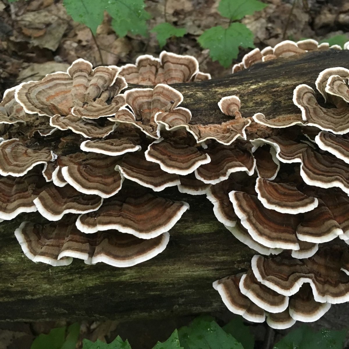 turkey tail mushroom spawn culture