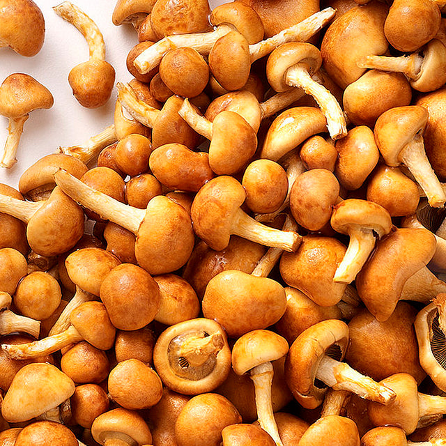 Nameko Mushroom Grain Spawn (1 pound)