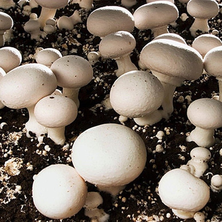 white button mushroom liquid culture syringe 