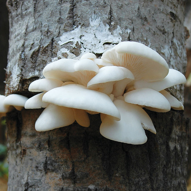 winter polar oyster mushroom on a tree