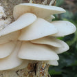 winter white polar oyster mushroom culture