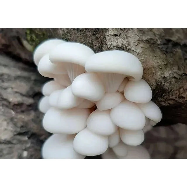 winter white polar oyster mushroom liquid culture