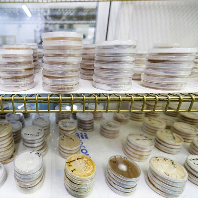 fungus cultures in petri dishes at microbiology lab