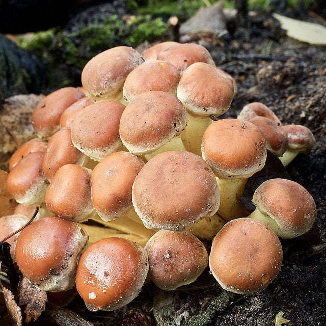 Brick Cap Mushroom