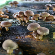 Load image into Gallery viewer, 100 x Shiitake Mushroom Plug Spawn Dowels for Outdoor Log Cultivation