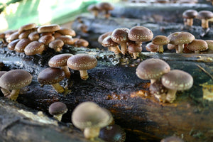 100 x Shiitake Mushroom Plug Spawn Dowels for Outdoor Log Cultivation