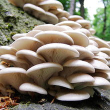 Load image into Gallery viewer, Branching Oyster Mushroom