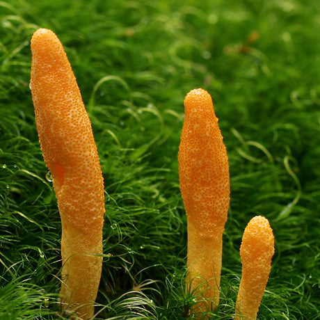 Paddy Straw Mushroom Liquid Culture Syringe – Liquid Fungi
