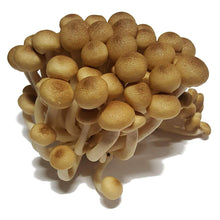 Load image into Gallery viewer, Brown Beech Mushroom Liquid Culture Syringe