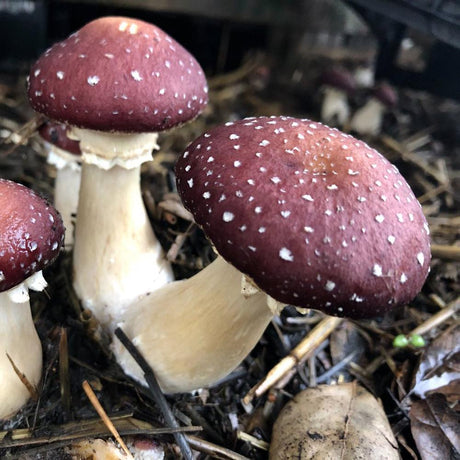 wine cap mushroom