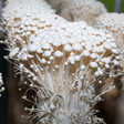 Flammulina velutipes mushroom 