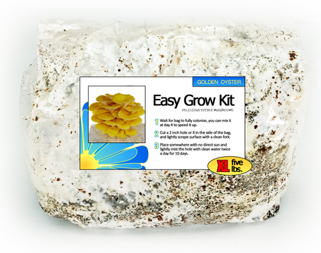 Golden Oyster Easy Mushroom Grow Kit