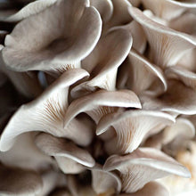 Load image into Gallery viewer, Grey Tree Oyster Mushroom