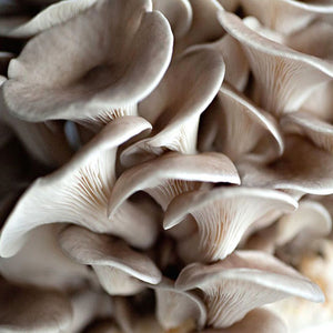 Grey Tree Oyster Mushroom