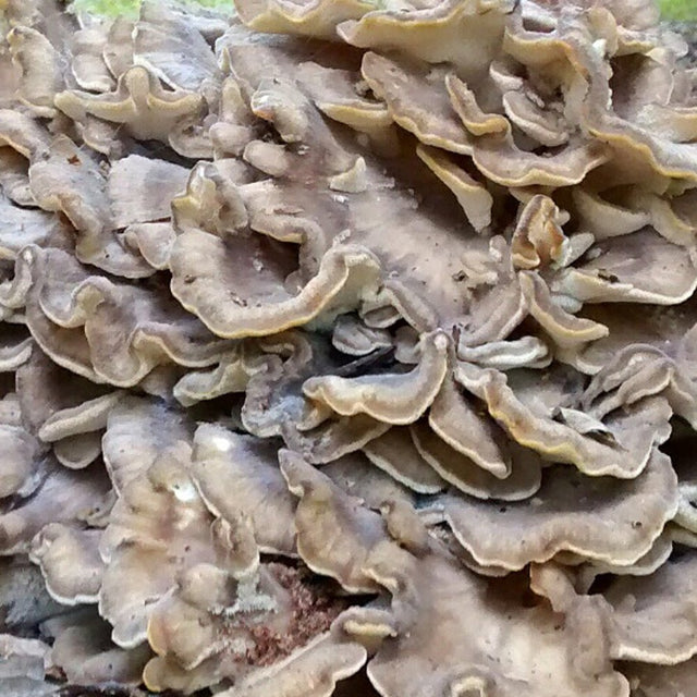 Grifola frondosa Hen of the Woods Maitake liquid culture 