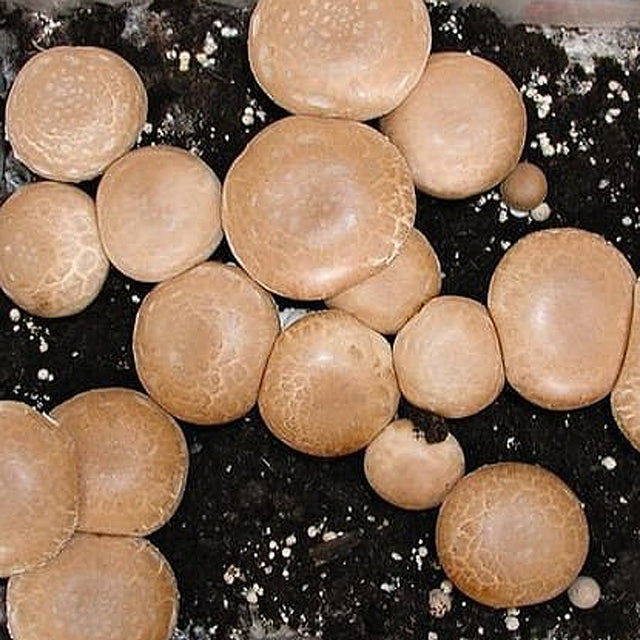 Portobello Mushroom Powder 4 oz Bag