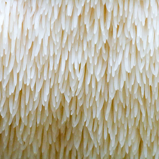 Lion's Mane Mushroom Grain Spawn (1 pound)