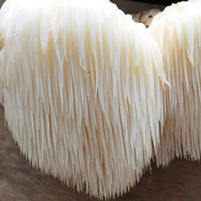 Hericium erinaceus, lion's mane mushroom, grain spawn, lion's mane grain spawn, hericium erinaceus spawn, bulk cultivation