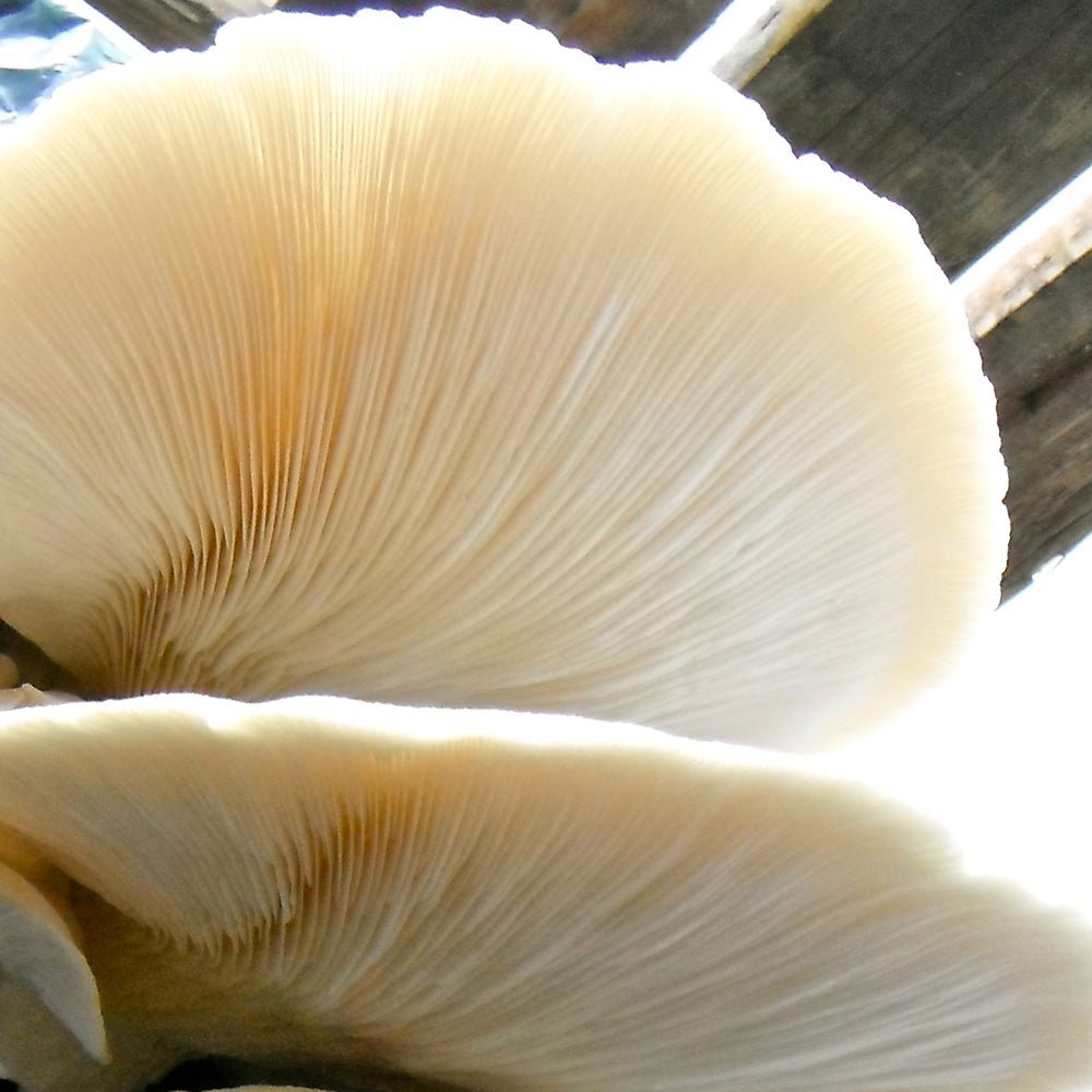 Hypsizygus ulmarius mushroom liquid culture