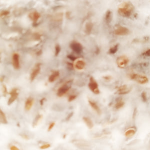 Pink Oyster Mushroom Grain Spawn (1 pound)