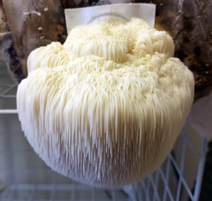 Lion's Mane Easy Mushroom Grow Kit