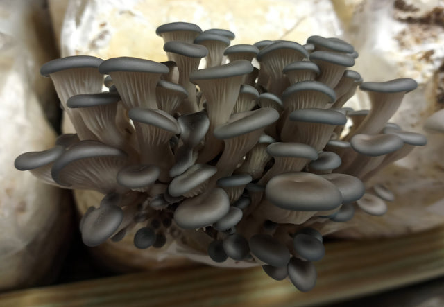 Blue Oyster Easy Mushroom Grow Kit