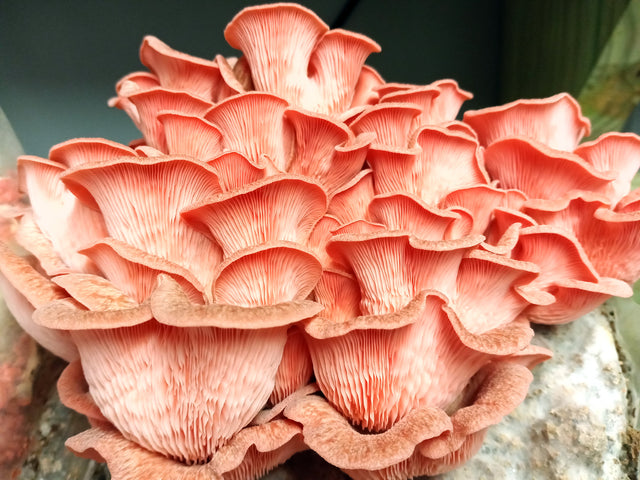 Pink Oyster Easy Mushroom Grow Kit